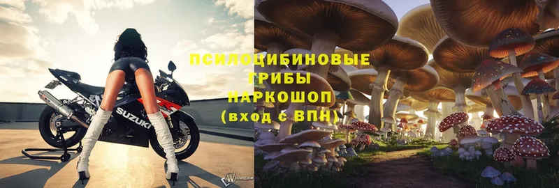 Псилоцибиновые грибы Psilocybe  магазин  наркотиков  Новозыбков 